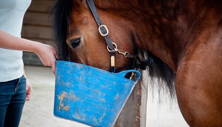 Feed Horses Bucket Feed