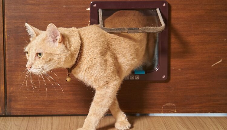 Unique Cat Flap Installation