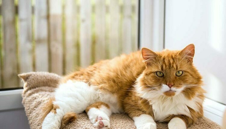 Suitable Cattery