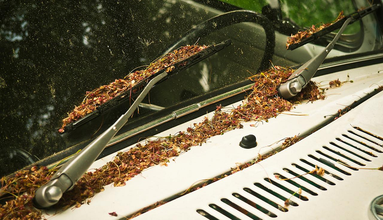 Auto Glass