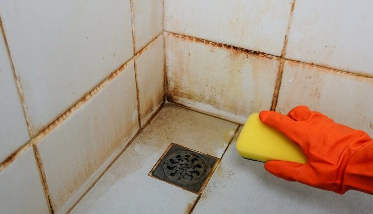 Bathroom Mold